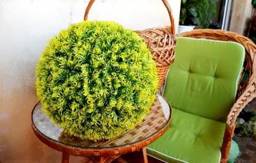 

Предмет интерьера Green Fly Самшит Мимоза, Самшит Мимоза