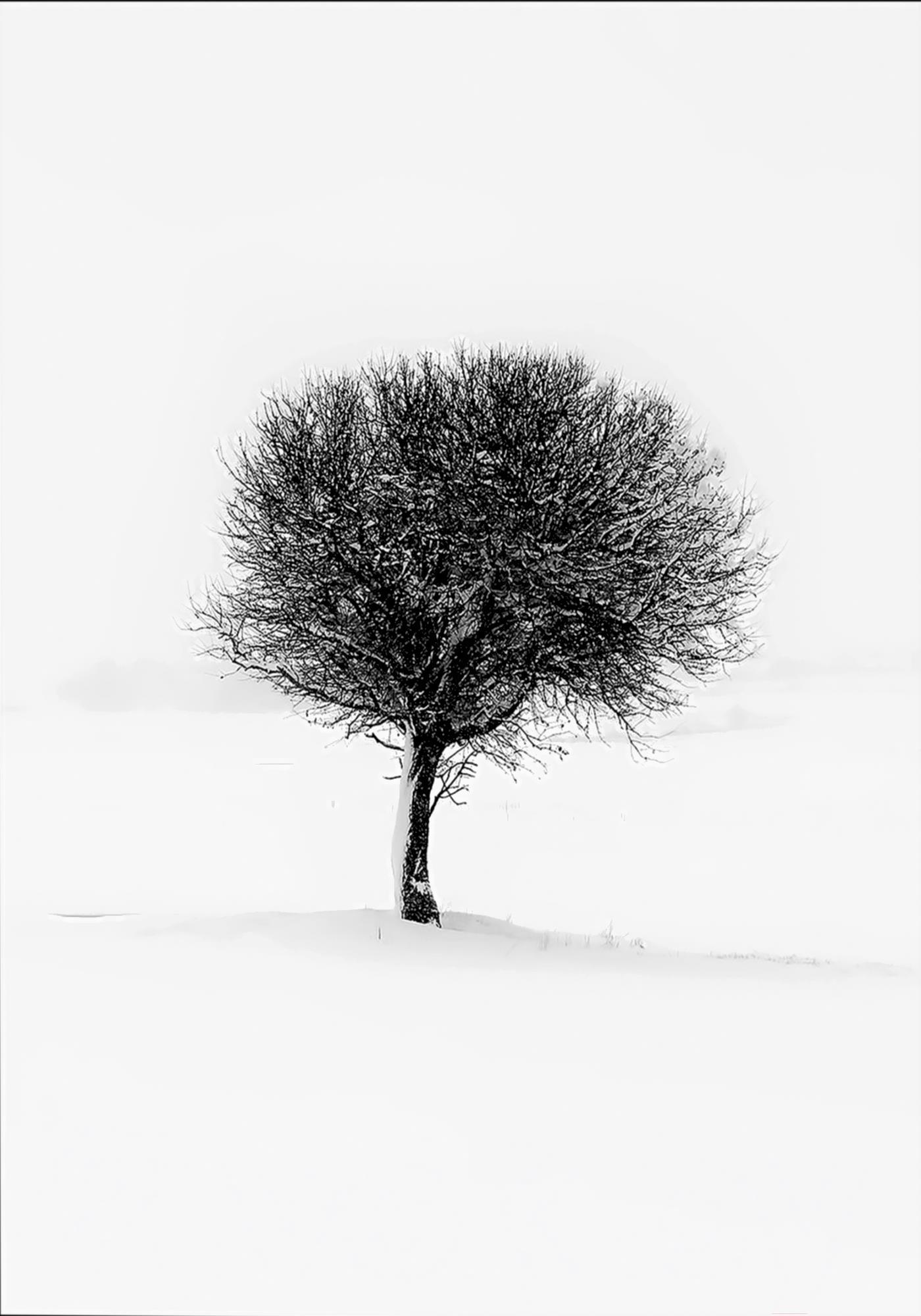 

GenArt Дерево 314 30x40, картина GenArt Дерево 314 30x40