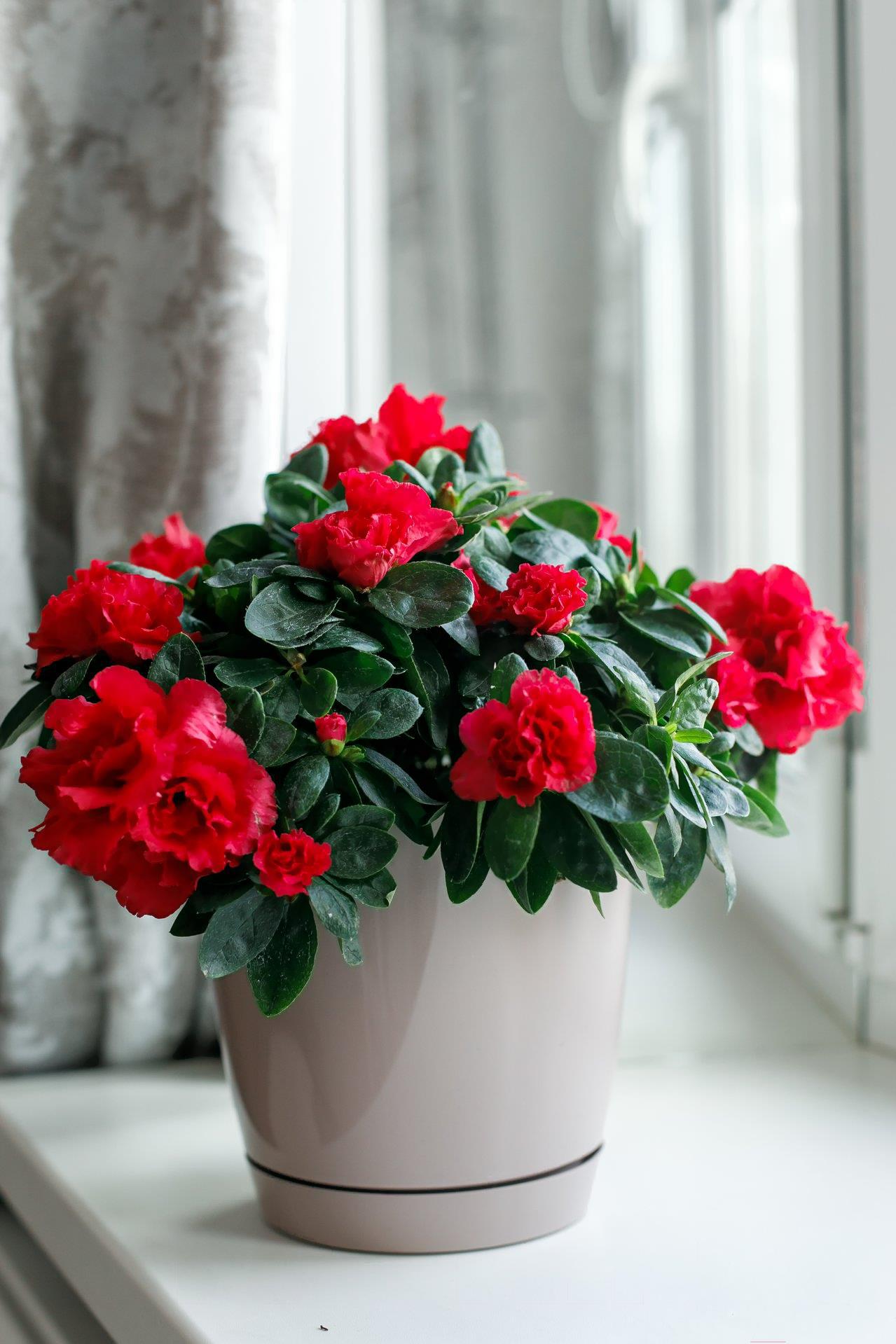 

Горшок Gardenplast Фрезия 1 капучино [60006], Горшок Gardenplast Фрезия 1 60006 капучино