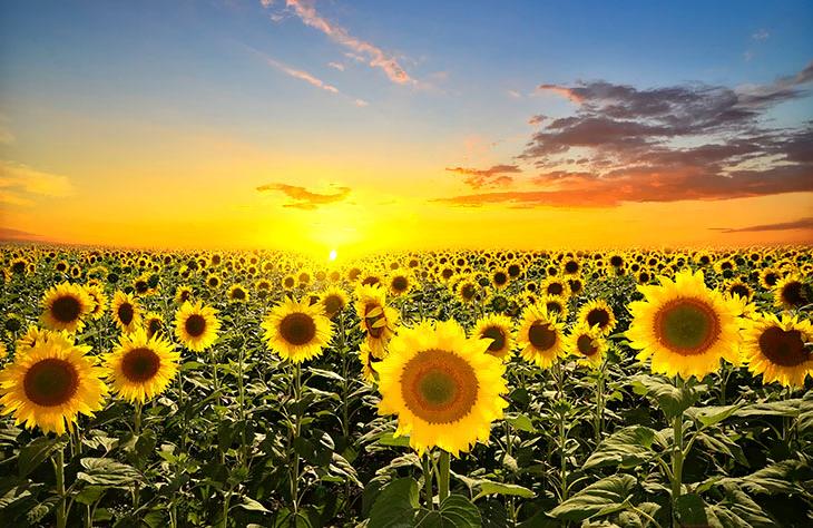 

Фотообои Vimala Подсолнуховое поле 260x400, Подсолнуховое поле 260x400