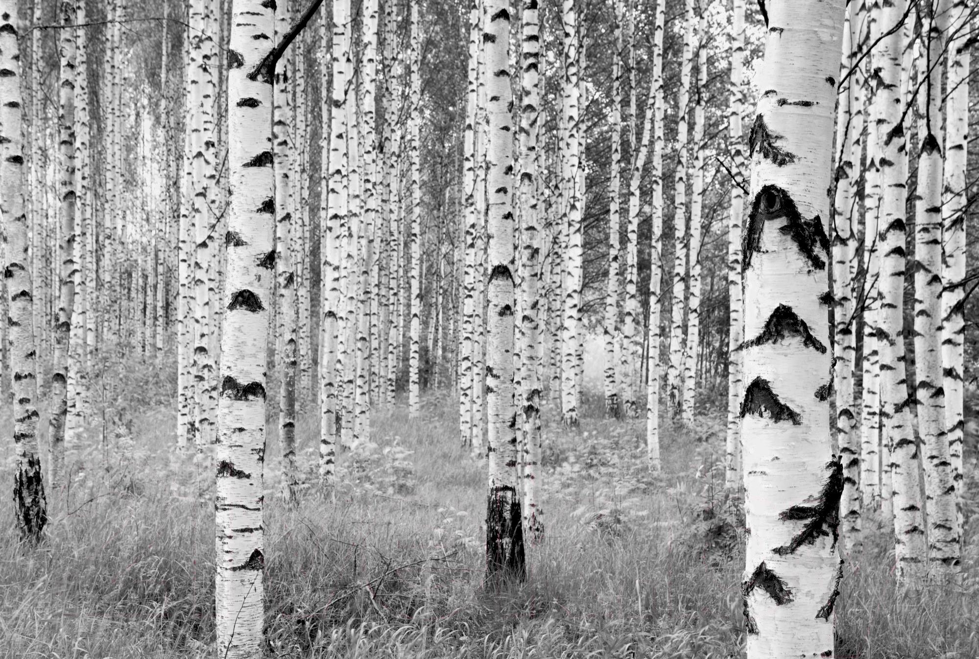

Фотообои Komar Woods XXL4-023 368x248, Woods XXL4-023 368x248