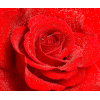 Фотообои Citydecor Красная роза 300x254