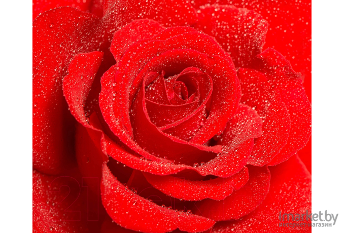 Фотообои Citydecor Красная роза 300x254