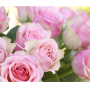 Фотообои Citydecor Розовые розы 300x254
