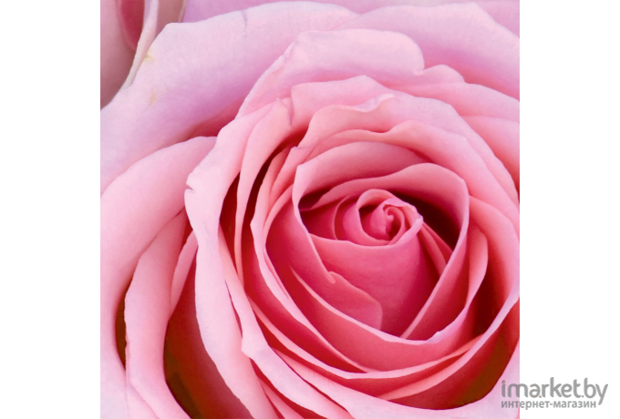 Фотообои Citydecor Розовые розы 300x254