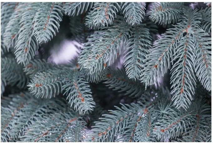 Новогодняя елка GrandSiti Премиум 2.1 м голубой [105-024]