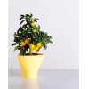 Кашпо, горшок для растений BergHOFF Hydria светло-желтый