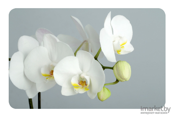 Стол обеденный Алмаз-Люкс СО-Д-01-28 белая орхидея