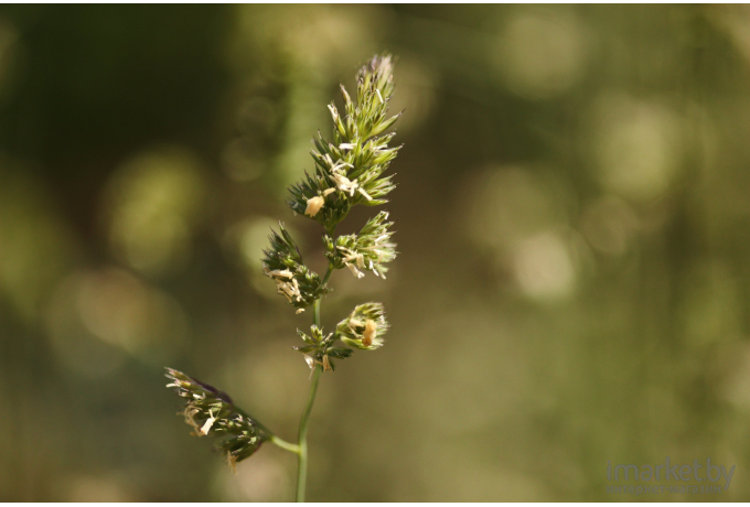 Объектив Canon RF 85mm F2 Macro IS STM [4234C005]