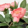 Искусственное растение Ikea Фейка розовый 705.064.97