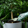 Набор садовых инструментов Ikea Грэсмаро светло-зеленый (905.360.02)